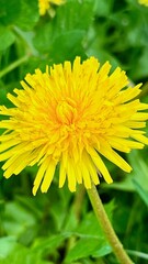 Vertical photo of a dandelion flower close-up surrounded by green grass. Perfect for nature themes, spring concepts, eco-friendly designs, or wellness and relaxation projects.