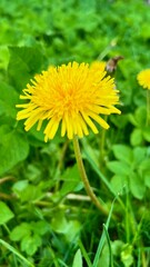 Vertical photo of a dandelion flower close-up surrounded by green grass. Perfect for nature themes, spring concepts, eco-friendly designs, or wellness and relaxation projects.
