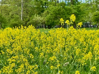 Blooming rapeseed field with vibrant yellow flowers. Perfect for agricultural themes, nature designs, eco-friendly projects, or concepts focusing on growth, sustainability, and natural beauty.