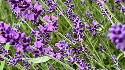 Lavender flowers close-up, showcasing a floral pattern. Perfect for themes of nature, relaxation, and botanical beauty. Ideal for floral and background visuals.