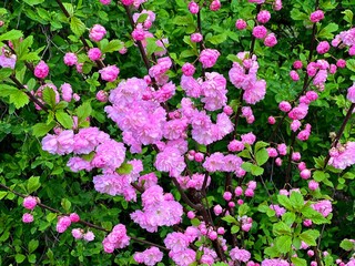 Spring blossom Prunus triloba, sometimes called flowering plum or flowering almond.