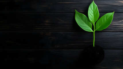 Naklejka premium A vibrant green plant sprouting from dark soil against a black wooden background, symbolizing growth and renewal.