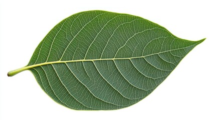 Obraz premium Single Green Leaf Showing Detailed Vein Structure