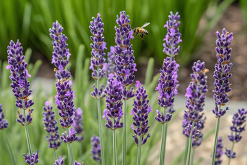 Obraz premium Close-up of vibrant lavender flowers with a bee pollinating, set against a lush green background