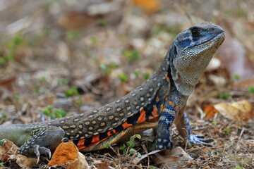 Common butterfly lizard (Leiolepis Belliana) or simply butterfly lizard, 
It has yellow spots on its back, and small orange and black lines on its sides.
Huai Kha Khaeng Wildlife Sanctuary,THAILAND