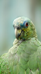 Ecuadorian Amazon Rainforest Parrot