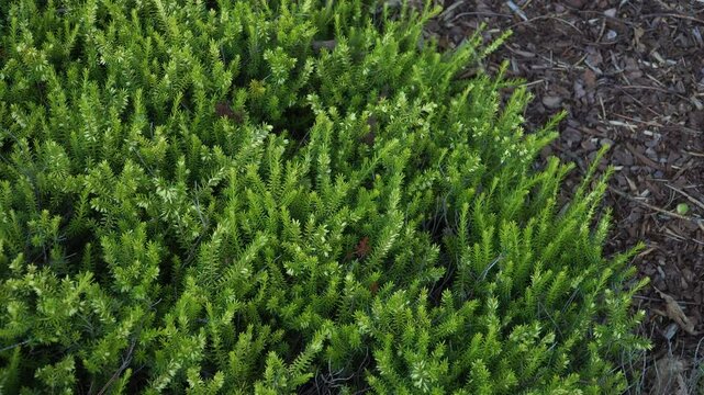 A closeup view of the Erica Carnea variety 'Golden Starlet' with vibrant green foliage. The ground cover consists of brown mulch, providing a contrasting texture and color.
