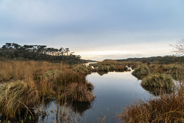 En hiver, l’étang de Trunvel s’étend sous un ciel bleuté, entouré de terres humides et de végétation hivernale.