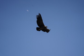 Condor in flight