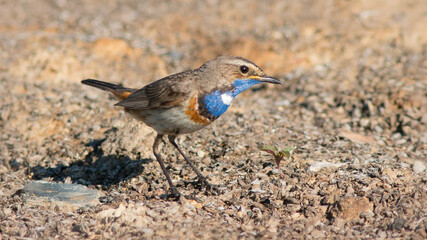 a bird