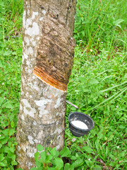 Bowl for collecting latex from a rubber tree