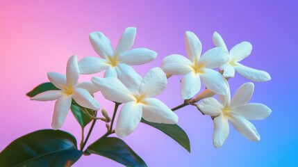 Fototapeta premium Close-up of delicate white jasmine flowers against a gradient purple and blue sky highlighting serene natural beauty and tranquil aesthetics