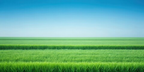 Obraz premium Serene vista of a vast, vibrant green field under a clear blue sky