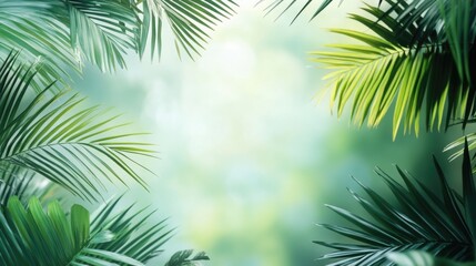 Sunlit Tropical Green Palm Leaves Framing Soft Blurred Background with Natural Light Ideal for Text Insertion and Design Use
