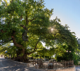 Plane Trees of Krasi, Crete, Greece, the oldest tree with a perimeter of 24 meters is supposed to be approximately 2000 years old