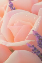 artistic close-up of dew-covered rose petals intertwined with delicate sprigs of lavender highlighted by warm romantic