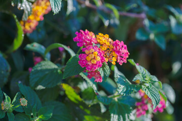 Lantana Camara, a small perennial shrub with yellow, orange to pink flowers