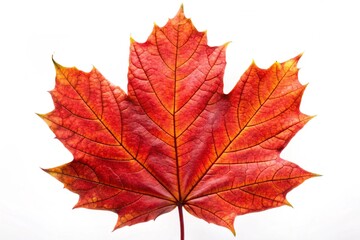 Fototapeta premium maple leaf isolated on white