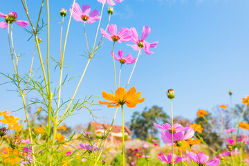 Pink cosmos flower field in garden.