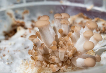 A small colony of oyster mushrooms spore