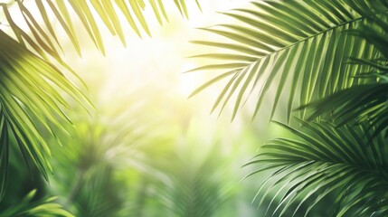 Obraz premium Sunlit Tropical Palm Leaves in Green Hues Creating a Soft Ambient Background with Natural Light for Copyspace in Lush Environment