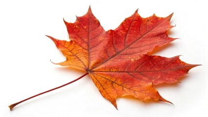 Fototapeta premium Maple leaf