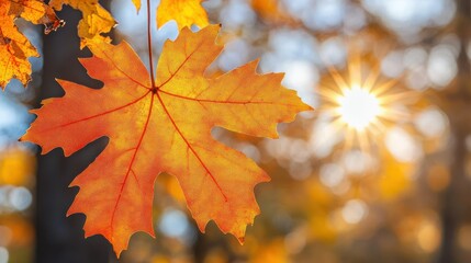 Obraz premium Autumn's Embrace: A Single Maple Leaf Basking in the Golden Sunlight