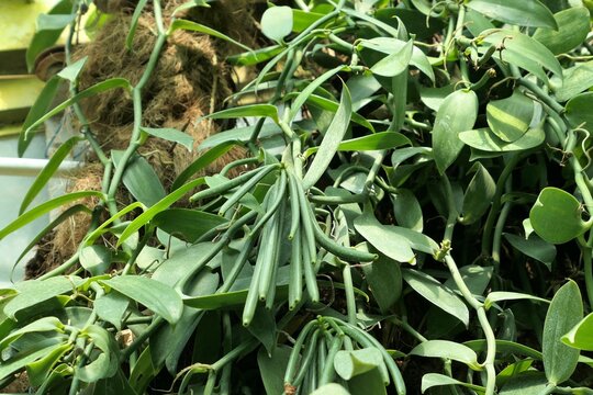 Vanilla plant with fresh green beans growing in the botanical garden. Vanilla planifolia.