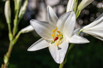 Fototapeta premium Madonna lily . White lily and Lily Leaf Beetle