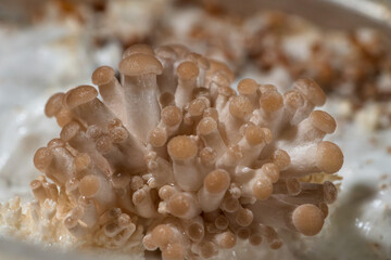 The initial stage of oyster mushroom growth takes place in a domestic setting.