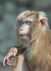 The meditating macaque from central asia