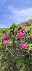 pink flowers of the sky