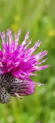 purple thistle flower