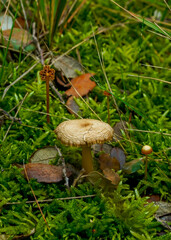 Mushrooms and fungi growing right next to moss, branches and leaves in mountain forests