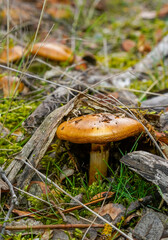 Mushrooms and fungi growing right next to moss, branches and leaves in mountain forests