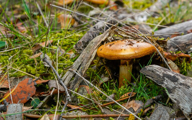 Mushrooms and fungi growing right next to moss, branches and leaves in mountain forests