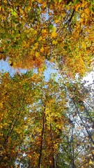 autumn leaves in the forest