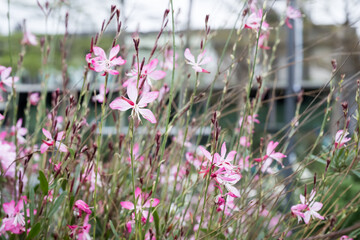 Beautiful appleblossom grass (gaura lindheimeri) flowers.