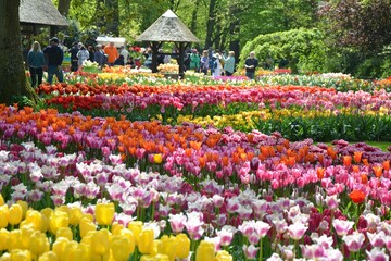 Colorful tulip flowers blooming in Keukenhof garden in Netherlands. Beautiful spring garden.