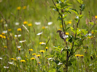 Female House Sparrow  Feeding on Insects