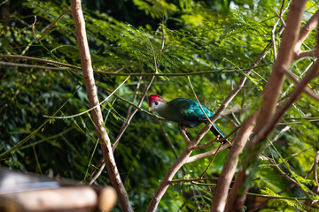 Red-crested Turaco resting on a branch of a tree