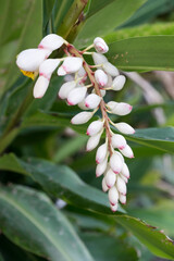 Fototapeta premium Beautiful Shell Ginger (alpinia zerumbet) buds.