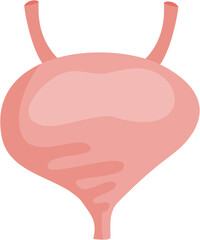 bladder icon