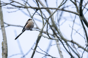 A long-tailed tit (Aegithalos caudatus) perched on a branch in winter, surrounded by a frosty, snowy landscape.