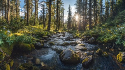 Stream flows through forest with sun shining through trees, for travel background