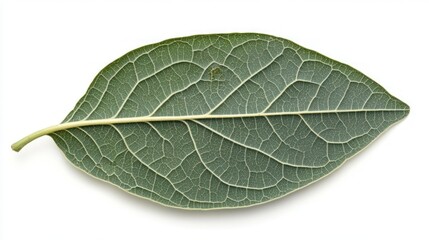 Obraz premium Single Green Leaf Isolated On White Background