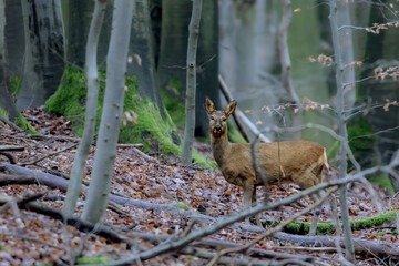 A young roe deer (Capreolus capreolus) in the forest, nestled within its natural environment, surrounded by trees and underbrush.