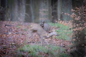 A young roe deer (Capreolus capreolus) in the forest, nestled within its natural environment, surrounded by trees and underbrush.