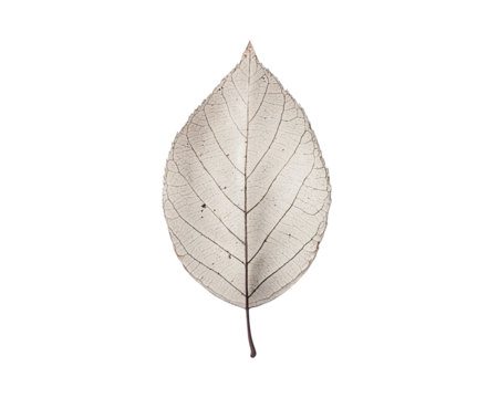 Leaf is shown on a white background