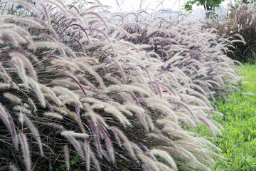 Beautiful Purple Fountain Grass (Pennisetum setaceum 'Rubrum') flowers.